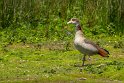 23 Egyptische gans
